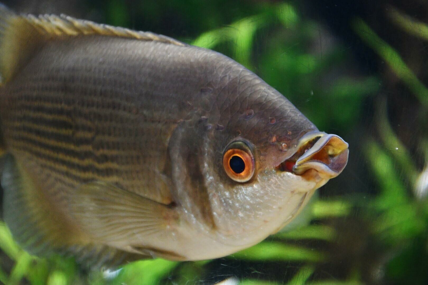 Imagem do Peixe Beijador